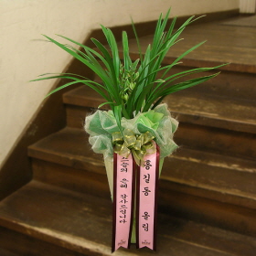 감사동양란