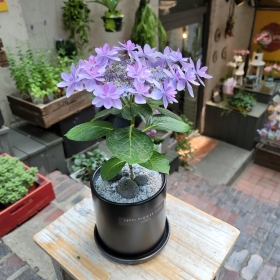 별수국(블루스타)