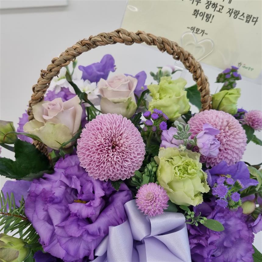 보라의 꿈