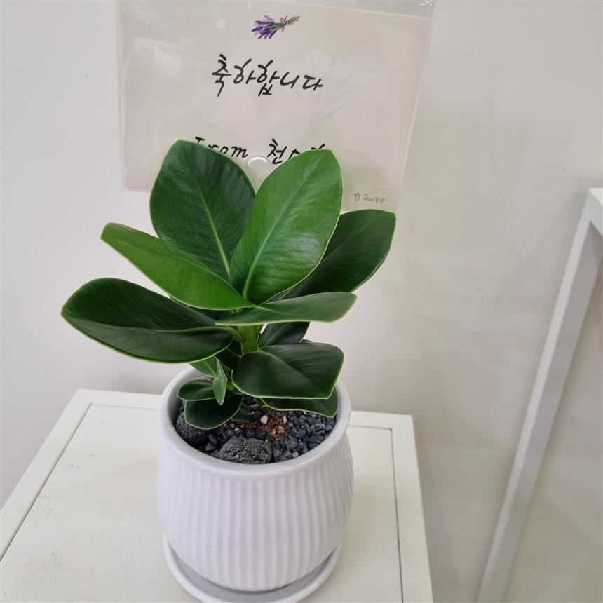 크루시아